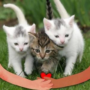 Meet your Posher, Tami